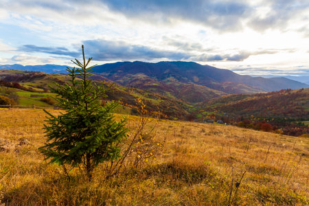Magical yellow trees glowing in the sun. Wonderful unusual and beautiful scene. Tourist attraction. Location Carpathian mountains, Ukraine. World of beauty.の写真素材
