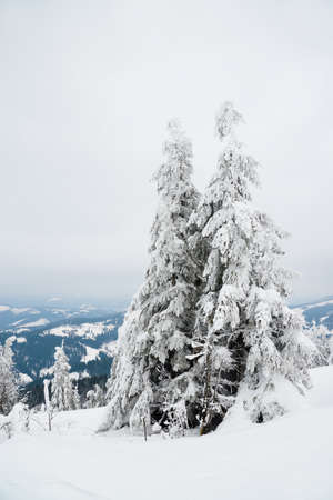 Carpathian mountains, Ukraine. Beautiful winter landscape. The forrest ist covered with snow.の写真素材