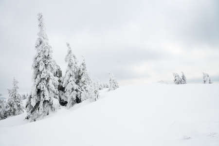 Carpathian mountains, Ukraine. Beautiful winter landscape. The forrest ist covered with snow.の写真素材