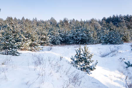 winter landscape, nature covered with snow at winter sunsetの写真素材
