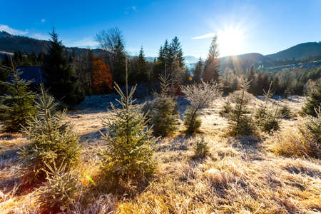 Ukraine. Wonderful early morning in the autumn mountains. Carpathian mountain range. Soft sunlight on glades and firs, frost on the grass.の写真素材