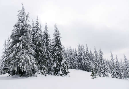 Carpathian mountains, Ukraine. Trees covered with hoarfrost and snow in winter mountains - Christmas snowy backgroundの写真素材