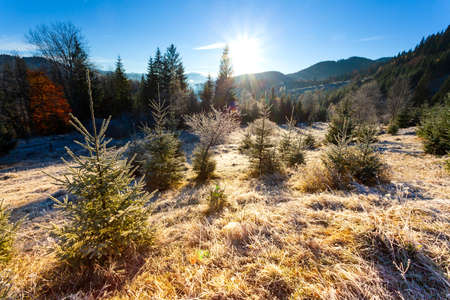 Ukraine. Wonderful early morning in the autumn mountains. Carpathian mountain range. Soft sunlight on glades and firs, frost on the grass.の写真素材