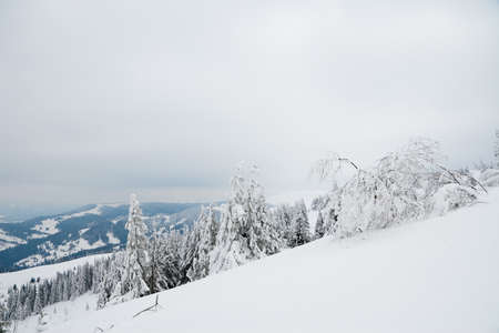 Carpathian mountains, Ukraine. Beautiful winter landscape. The forrest ist covered with snow.の写真素材