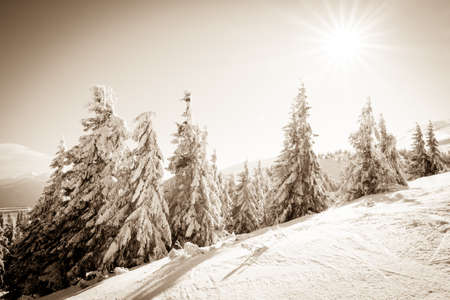 Snow covered fir trees on the background of mountain peaks. Panoramic view of the picturesque snowy winter landscape.の写真素材
