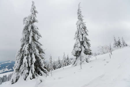 Carpathian mountains, Ukraine. Beautiful winter landscape. The forrest ist covered with snow.の写真素材