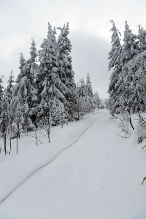 Carpathian mountains, Ukraine. Beautiful winter landscape. The forrest ist covered with snow.の写真素材