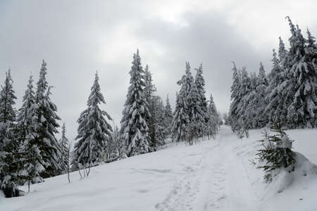 Carpathian mountains, Ukraine. Beautiful winter landscape. The forrest ist covered with snow.の写真素材