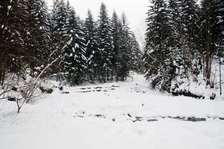 Winter forest nature snowing pine forest with snow landscape beautiful snow winter christmas tree backgroundの写真素材