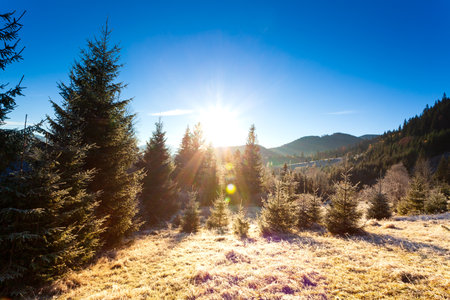 Ukraine. Wonderful early morning in the autumn mountains. Carpathian mountain range. Soft sunlight on glades and firs, frost on the grass.の写真素材