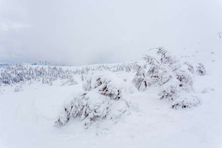 Frozen snow-covered fir forest after snowfall and gray sky in haze at winter day. Carpathian Mountains, Ukraineの写真素材