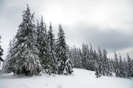 Carpathian mountains, Ukraine. Beautiful winter landscape. The forrest ist covered with snow.の写真素材
