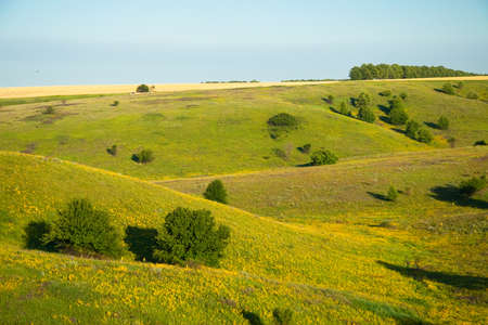 Scenic farmlands landscape with lush green pasture hills and golden canola in bloomの写真素材