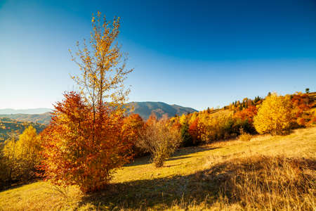 Panoramic view of Ukraine countryside, lonely windy tree, rolling hills and green fields at sunset. Carpathians, Synevyr pass.の写真素材