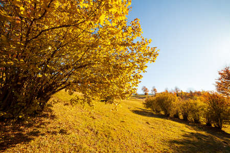 Ukraine. The picturesque trees are dressed up in beautiful colors. The suns rays breaking through the autumn multi-colored leaf paint everything with magical light. Carpathian autumn forest.の写真素材