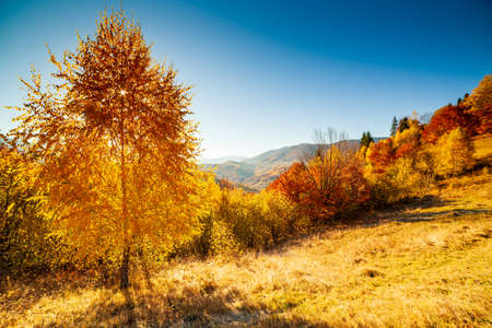 Autumn day Ukrainian Carpathians colorful trees, with the sun shining haze gentle rays with spectacular lighting effects. beech birch is very beautiful on the background of blue mountainsの写真素材