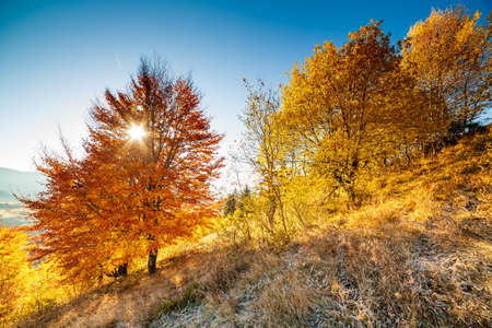 Autumn day Ukrainian Carpathians colorful trees, with the sun shining haze gentle rays with spectacular lighting effects. beech birch is very beautiful on the background of blue mountainsの写真素材