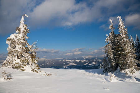 Carpathian mountains, Ukraine. Wonderful snow-covered firs against the backdrop of mountain peaks. Panoramic view of the picturesque snowy winter landscape. Gorgeous and quiet sunny day.の写真素材