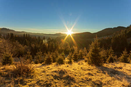 Sunny forest early in the morning. Sun breaks through the branches of first, forming beautiful rays in the air. Grass covered with frost. Carpathian Mountains. Ukraineの写真素材