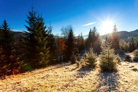 Ukraine. Wonderful early morning in the autumn mountains. Carpathian mountain range. Soft sunlight on glades and firs, frost on the grass.の写真素材