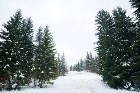 View from the top of mountain on forest in frost and low cloud.の写真素材