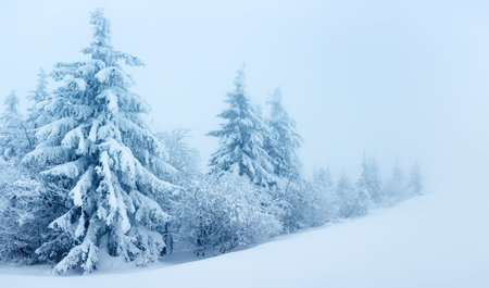 Winter landscape with snowy fir treesの写真素材
