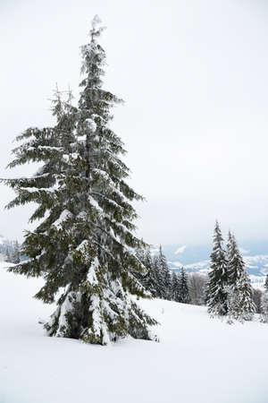 Carpathian mountains, Ukraine. Beautiful winter landscape. The forrest ist covered with snow.の写真素材