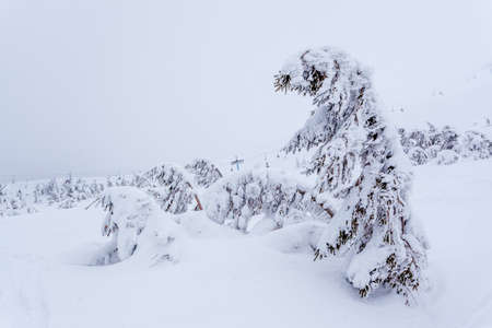 Frozen snow-covered fir forest after snowfall and gray sky in haze at winter day. Carpathian Mountains, Ukraineの写真素材