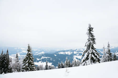 Carpathian mountains, Ukraine. Beautiful winter landscape. The forrest ist covered with snow.の写真素材