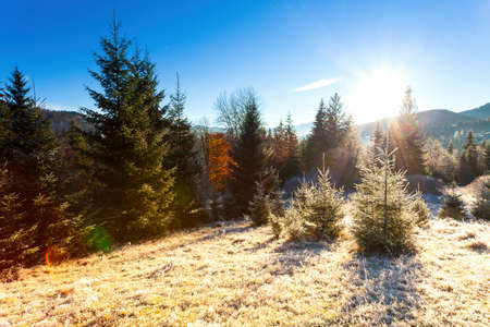 Ukraine. Wonderful early morning in the autumn mountains. Carpathian mountain range. Soft sunlight on glades and firs, frost on the grass.の写真素材