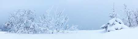 Winter landscape with snowy fir treesの写真素材