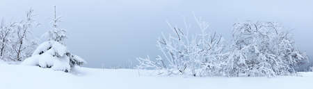 Winter landscape with snowy fir treesの写真素材
