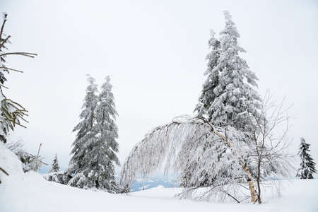 Carpathian mountains, Ukraine. Beautiful winter landscape. The forrest ist covered with snow.の写真素材