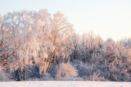 Winter atmospheric landscape with frost-covered dry plants during snowfall. Winter Christmas backgroundの写真素材