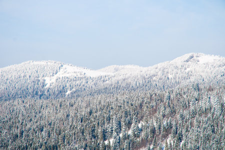 Winter wonderland background. Frosty sunny day in mountain spruce forest. Snowy trees and blue skyの写真素材
