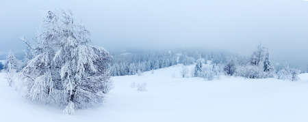 Winter landscape with snowy fir treesの写真素材
