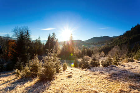 Ukraine. Wonderful early morning in the autumn mountains. Carpathian mountain range. Soft sunlight on glades and firs, frost on the grass.の写真素材
