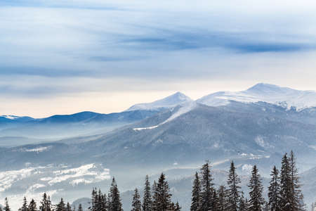 Frozen snow-covered fir forest after snowfall and gray sky in haze at winter day. Carpathian Mountains, Ukraineの写真素材