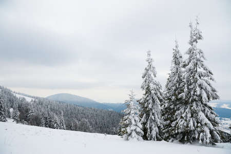 Carpathian mountains, Ukraine. Beautiful winter landscape. The forrest ist covered with snow.の写真素材
