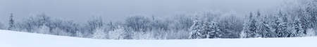 Winter landscape with snowy fir treesの写真素材