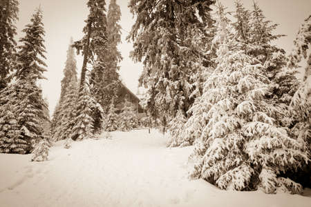 Snow covered fir trees on the background of mountain peaks. Panoramic view of the picturesque snowy winter landscape.の写真素材