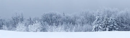 Winter landscape with snowy fir treesの写真素材