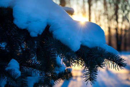 Photo the snow-covered river did not freeze in winter.The river flows in winter. Snow on the branches of trees. Reflection of snow in the river. Huge snowdrifts lie on the Bank of the stream.の写真素材