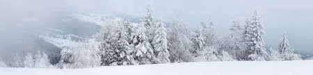 Winter landscape with snowy fir treesの写真素材