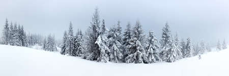 Winter landscape with snowy fir treesの写真素材