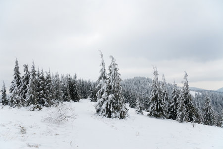Carpathian mountains, Ukraine. Beautiful winter landscape. The forrest ist covered with snow.の写真素材