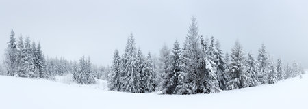 Winter landscape with snowy fir treesの写真素材