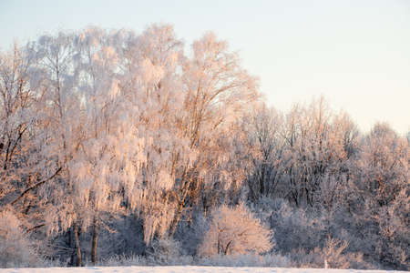 Winter atmospheric landscape with frost-covered dry plants during snowfall. Winter Christmas backgroundの写真素材