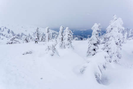 Frozen snow-covered fir forest after snowfall and gray sky in haze at winter day. Carpathian Mountains, Ukraineの写真素材