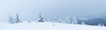 Spruce Tree Forest Covered by Snow in Winter Landscape.の写真素材